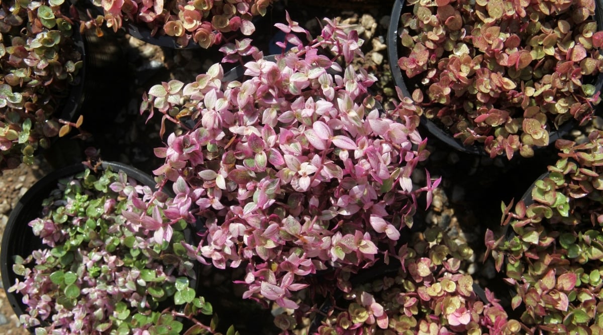 Inchplant vs Inchplant: Callisia repens and Tradescantia spp