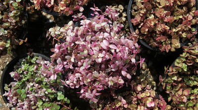 Inchplant vs Inchplant: Callisia repens and Tradescantia spp