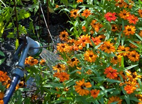 Hand Watering the Kitchen Garden