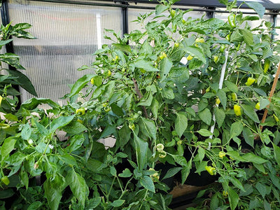 Growing Peppers in Your Garden