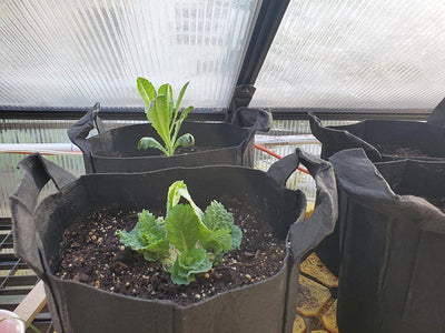 Vegetable Containers--Planting Salads