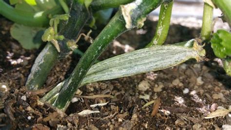 Squash Vines Splitting: Causes and Solutions – Gardzen