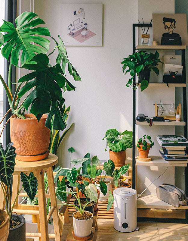 Caring for Indoor Plants