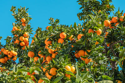 Preserving Citrus Fruits
