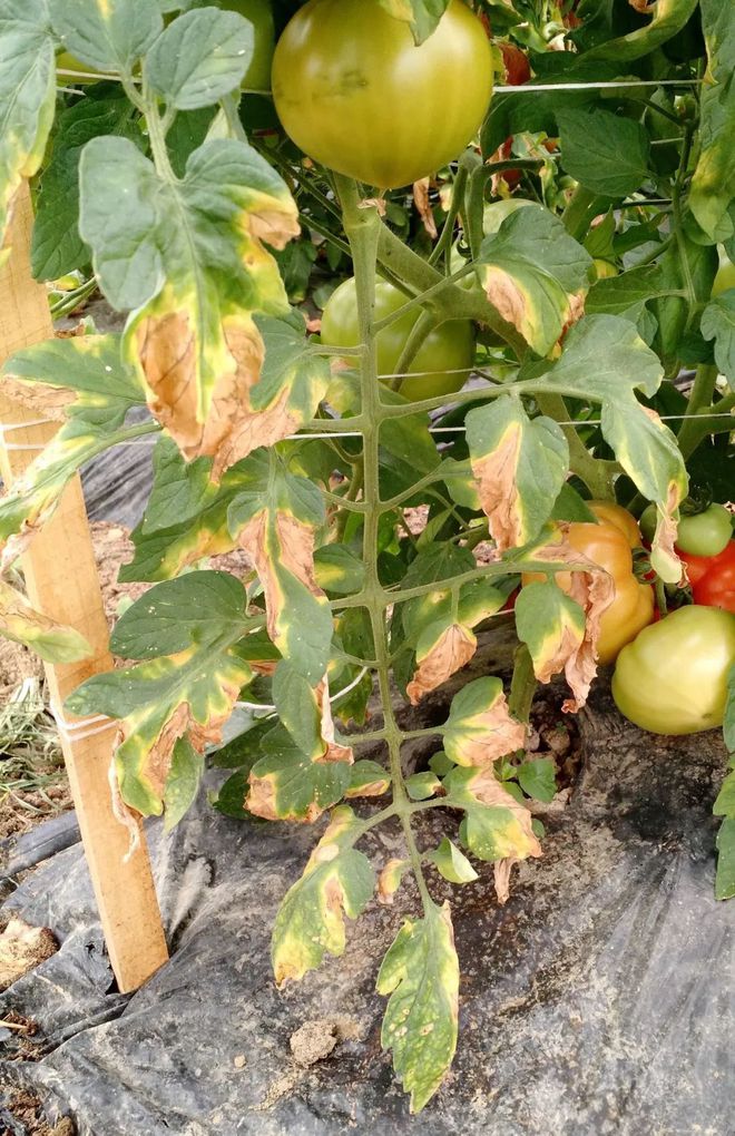 Tomatoes, Part II: “Why Are My Tomato Leaves Turning Yellow?”