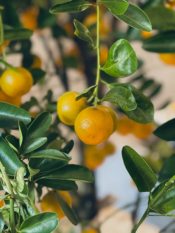 How to Grow Citrus at Home