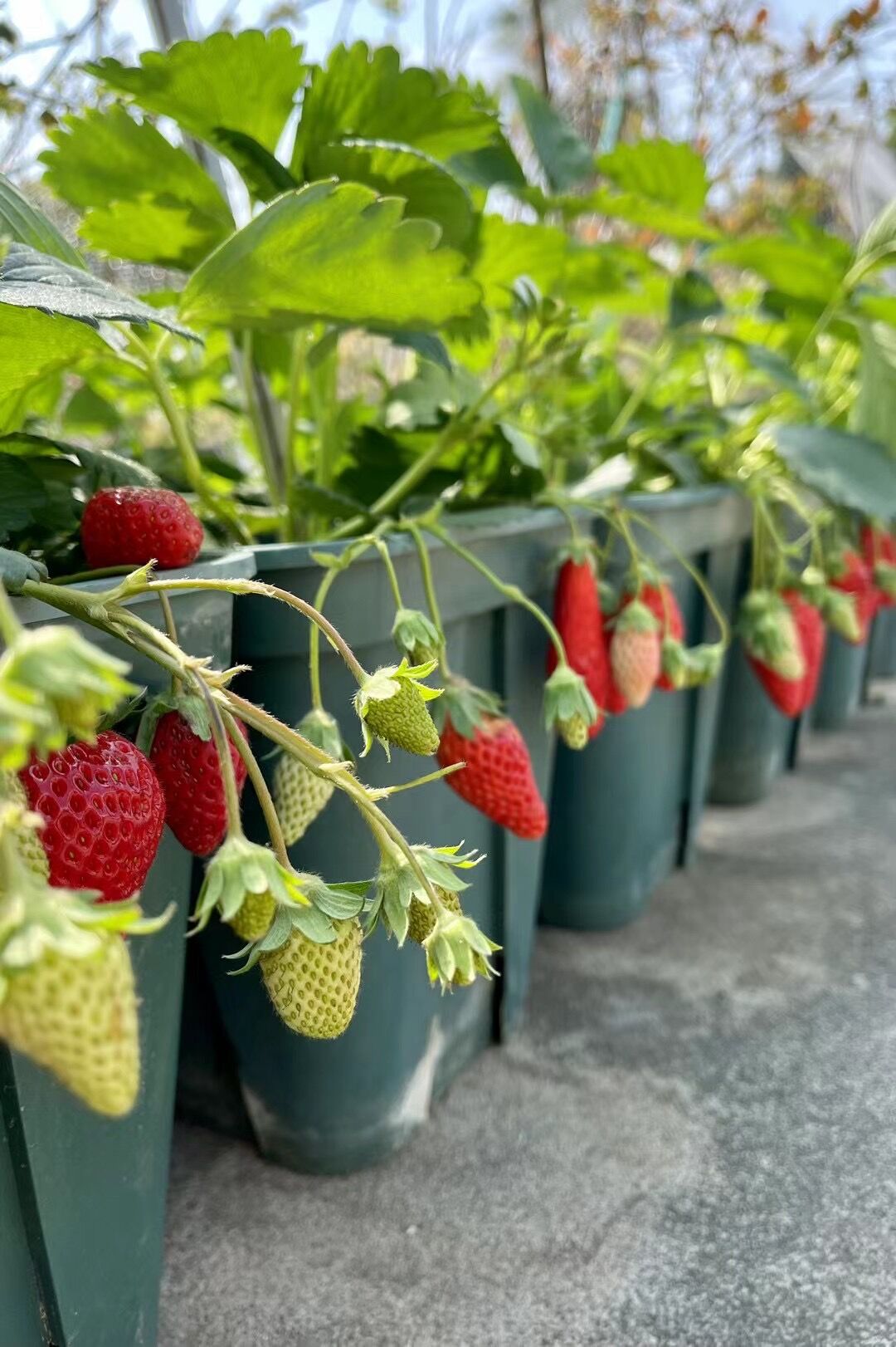Planting and Growing Your Own Strawberries
