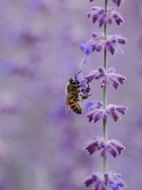 Growing a Bee-Friendly Garden (And Why You Should!)