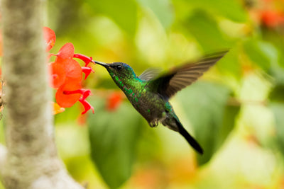 How to Make a Hummingbird Garden