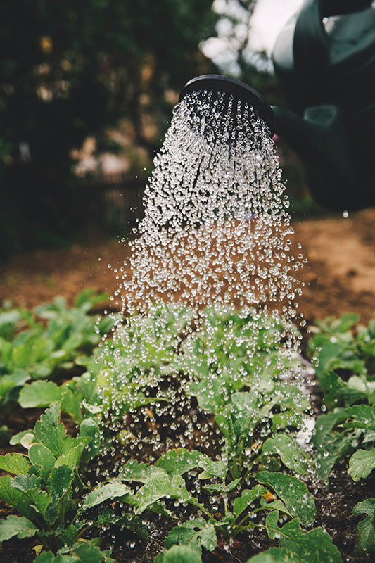 Tips and Tricks for Watering Your Garden