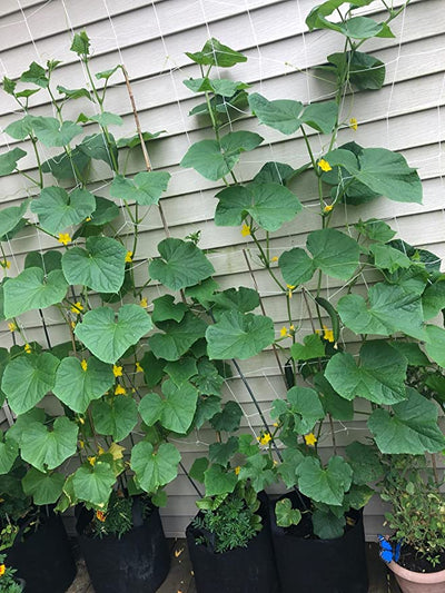 How to Grow Zucchini