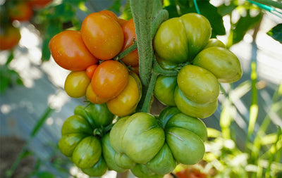 Tomatoes, Part IV: Why Tomatoes Ripen Slowly in Autumn