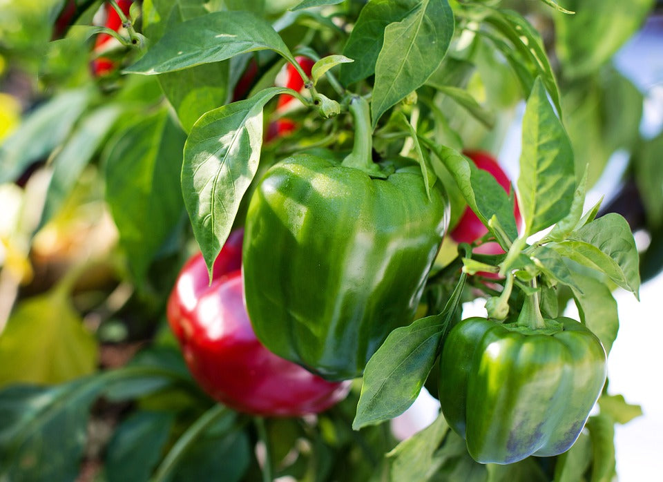Growing the Best Bell Peppers