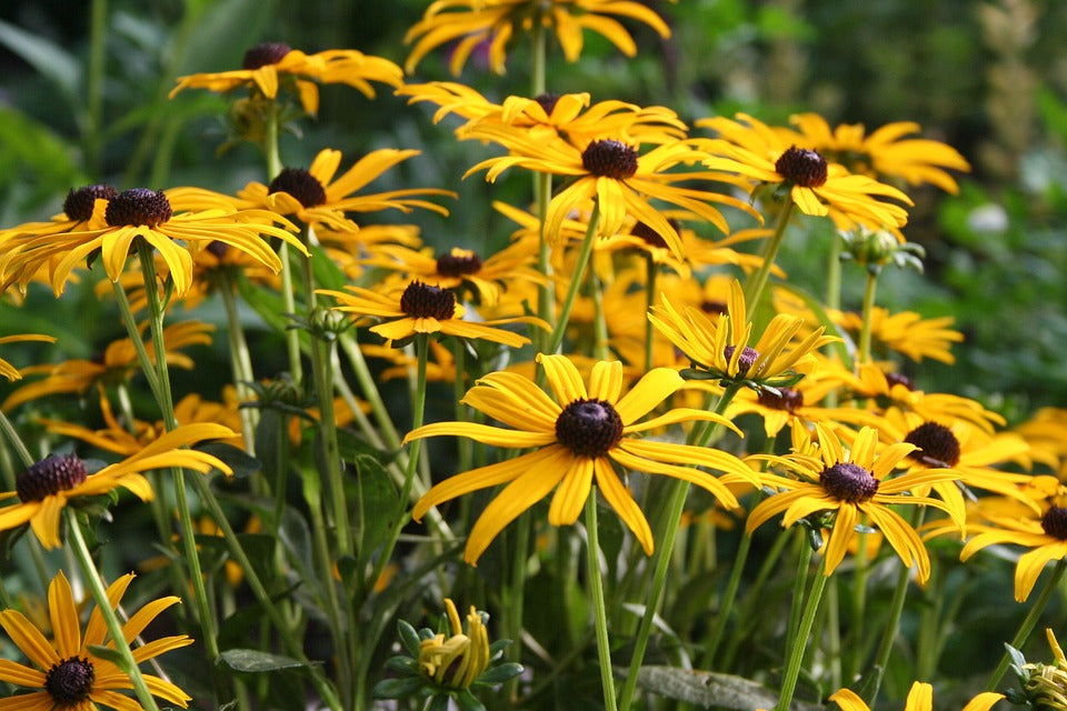 Summer Flowering Plants for Your Garden