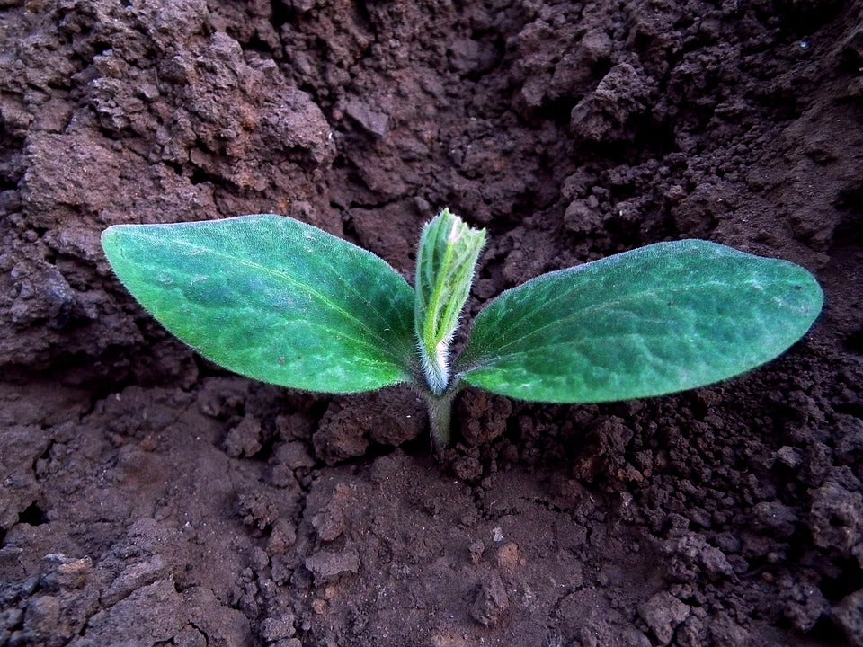 Transplanting vs Direct Seeding: Which is Best?