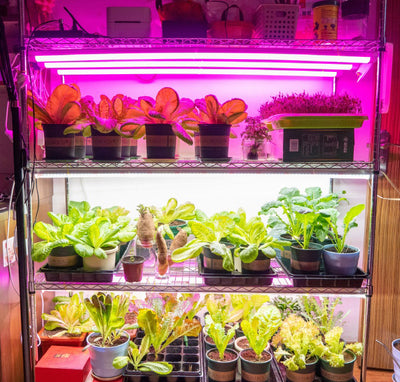 Caring for Indoor Plants in Winter