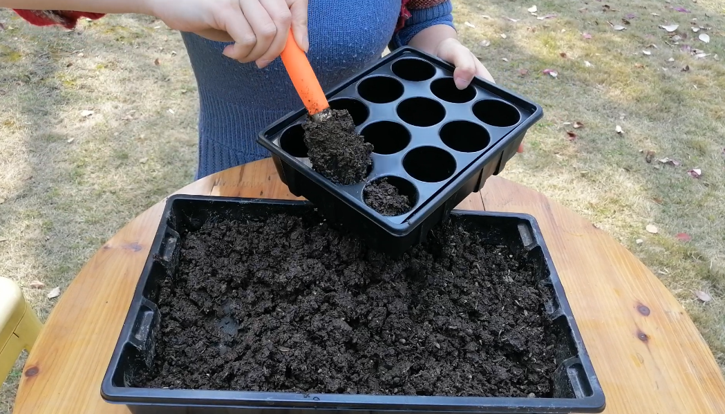 Sowing seeds in seed trays