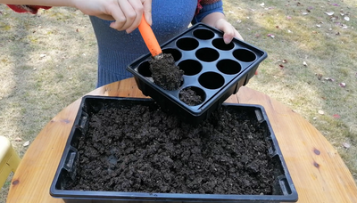 Sowing seeds in seed trays