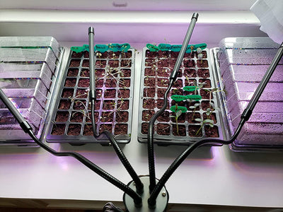 Gardzen 40-Cell Seed Trays--Featured on BHG'S List of Best Seed Starting Trays