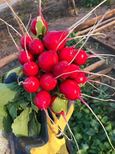 What Kinds of Vegetables Can be Planted in August