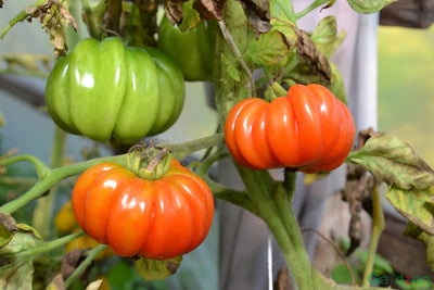 The Experience of Planting Tomatoes in Pots