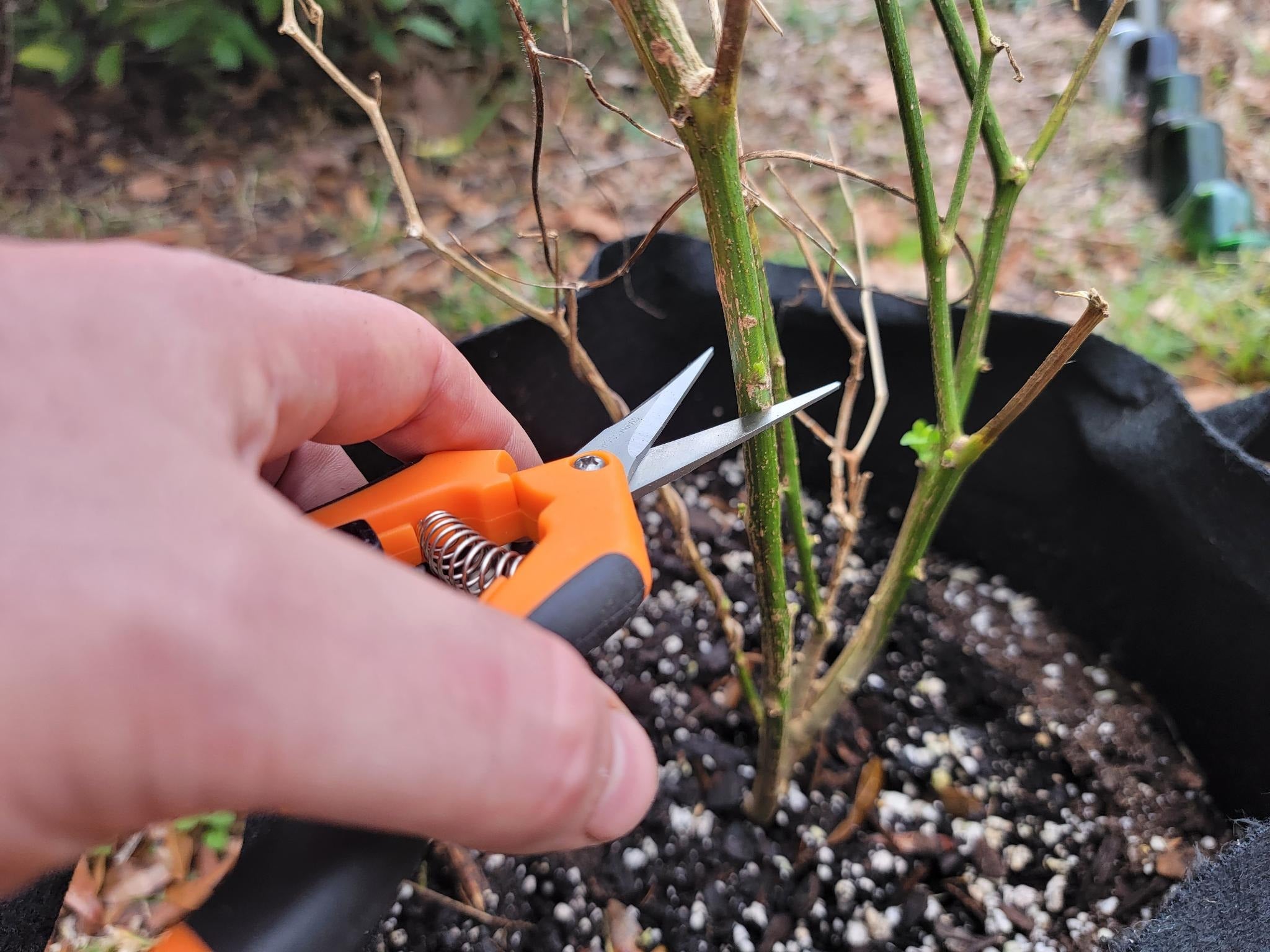 plants in a bix Plant Of The Month Club