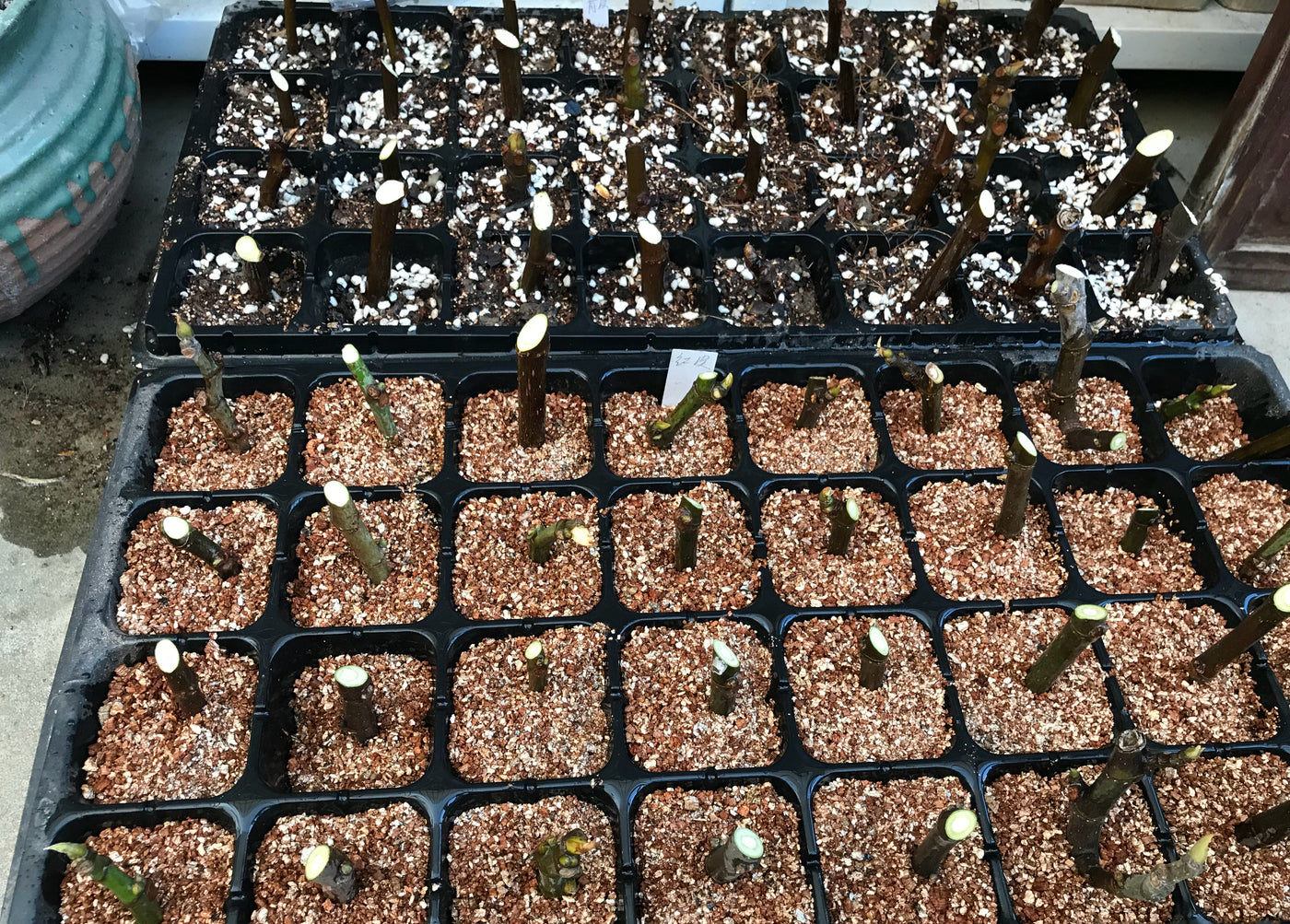 Propagating Plants from Cuttings