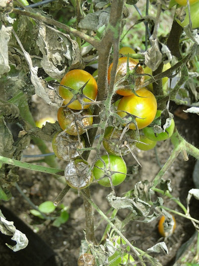 Gardening Myths, Misconceptions, and Tall Tales, Debunked