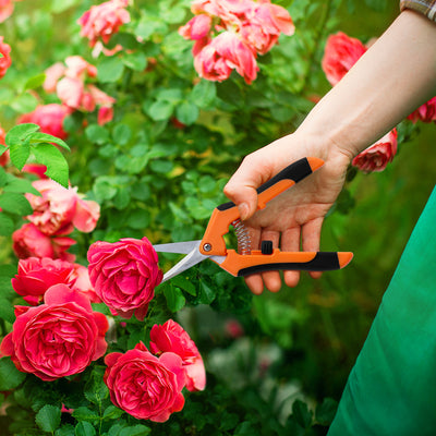 Pruning Vegetable Plants