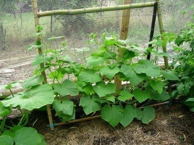 Growing A Vertical Vegetable Garden