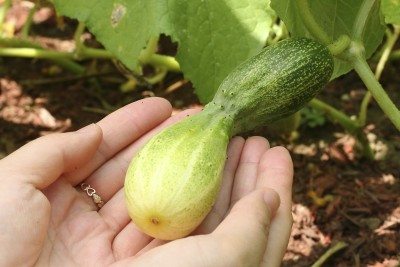 Why My Cucumber Are Abnormal?
