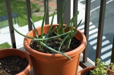 Growing Onions In Container Gardens