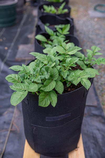 How to Grow Root Vegetables in Containers