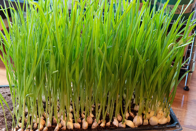 Indoor Garden Projects for the Holiday Season