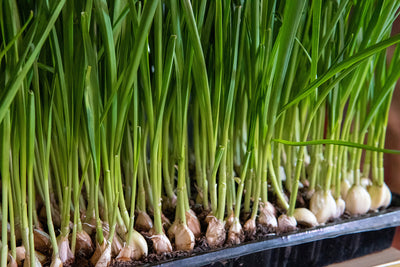Growing Greens (And Microgreens!) Indoors