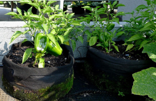 How to Clean Grow Bags: Easy Steps for Fresh, Reusable Bags