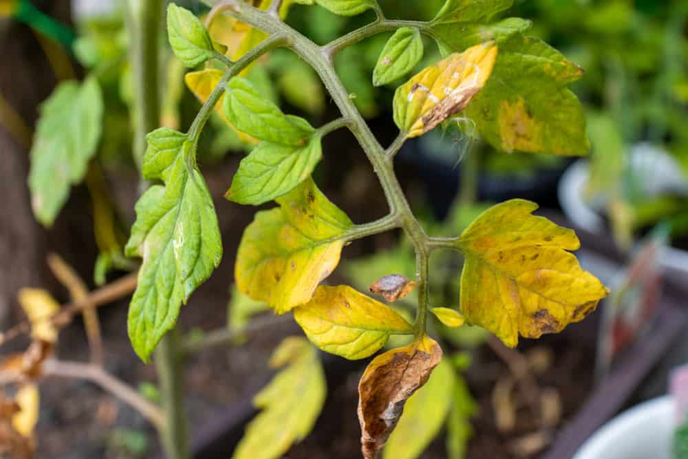 Why My Tomato Leaves Are Turning Yellow & How to Fix
