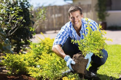 Best Times For Transplanting When Is A Good Time To Transplant In The Garden